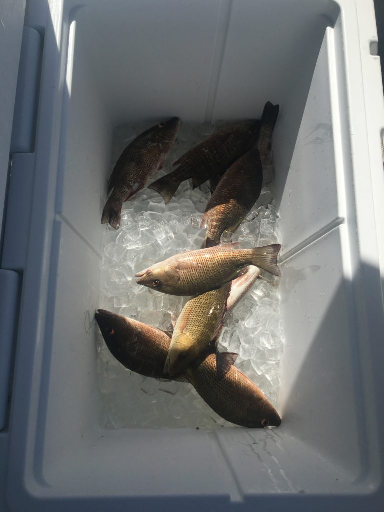 an ice cooler filled with freshly caught mangrove snapper 
