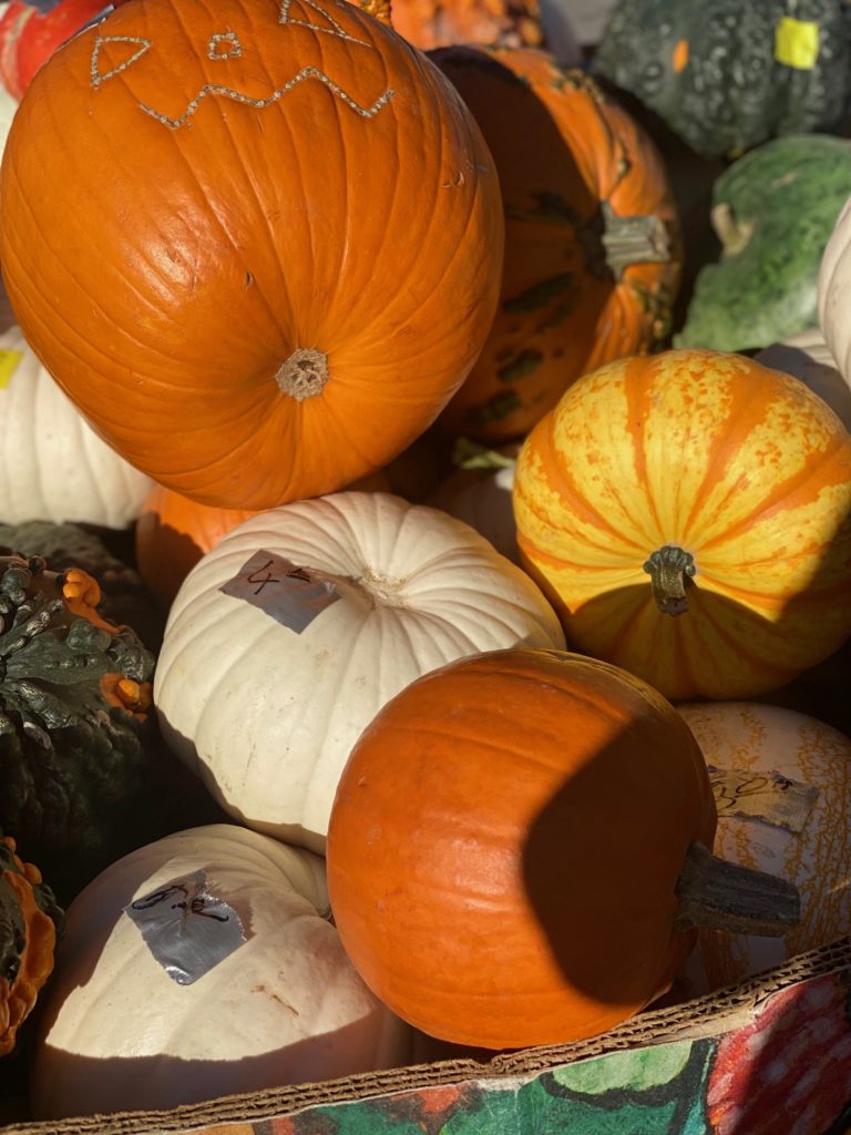 Top 10 Recipes for October: All things Pumpkin, Squash and Spice