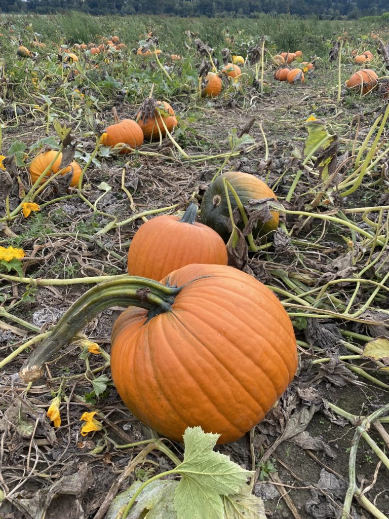 a pumpkin in a pumpkin patch