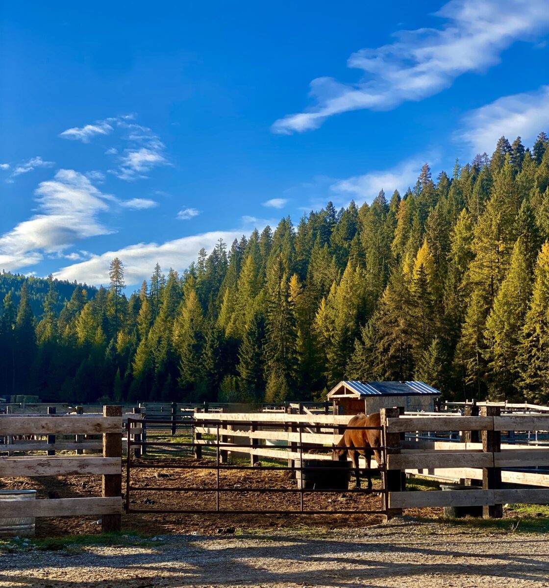 a blue sky dotted with wispy white clouds over a forest and a coral with horses